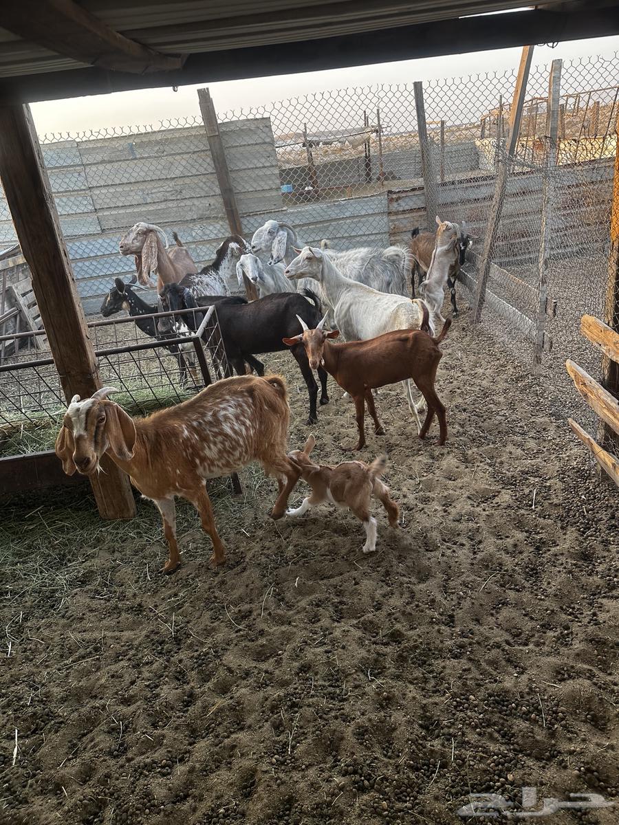 حلال للبيع64476322779778110