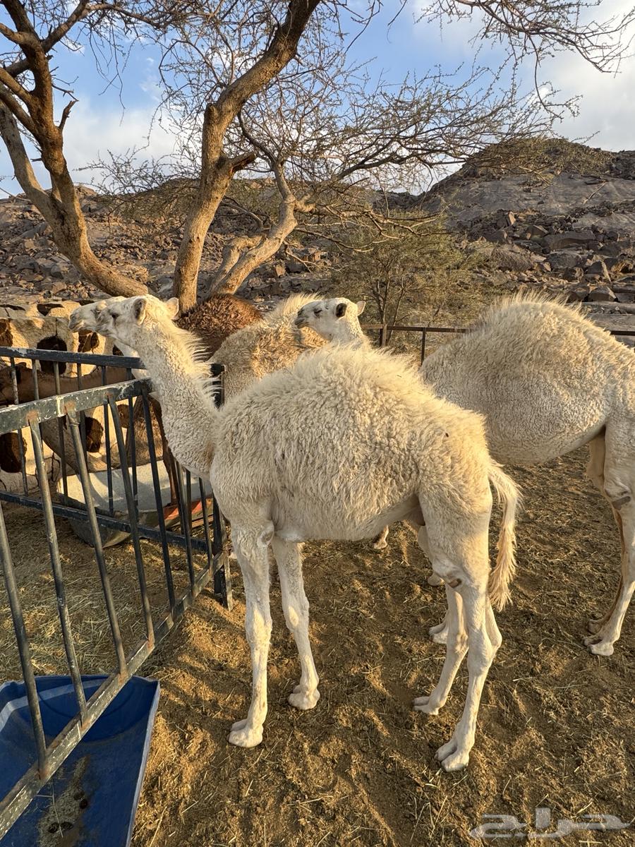 ابل للبيع64476420220417114