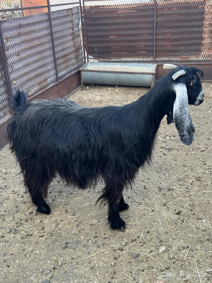 Goat for sale64476545330178112