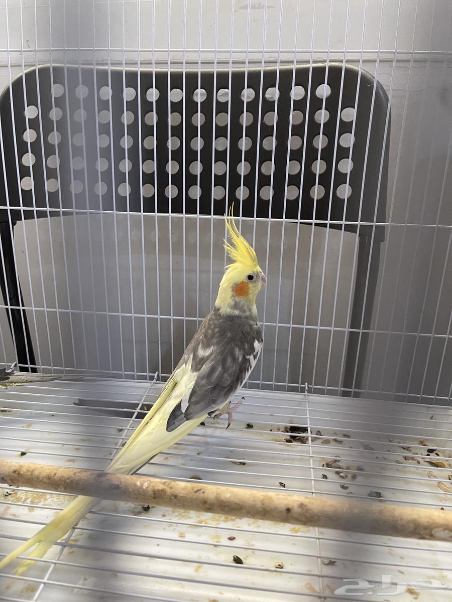 Crown couple producer64475904126593112