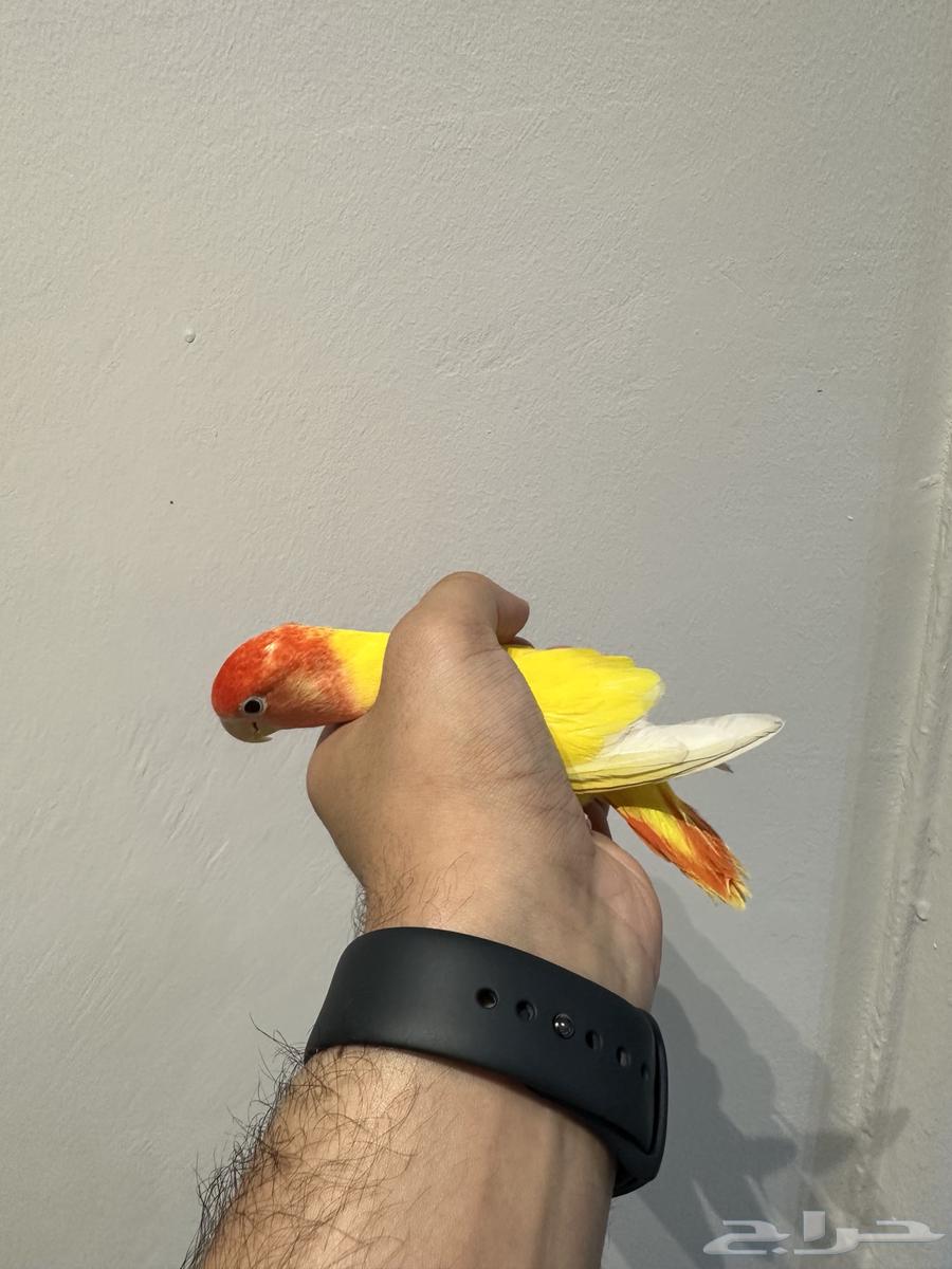 روز للبيع64478526148098112