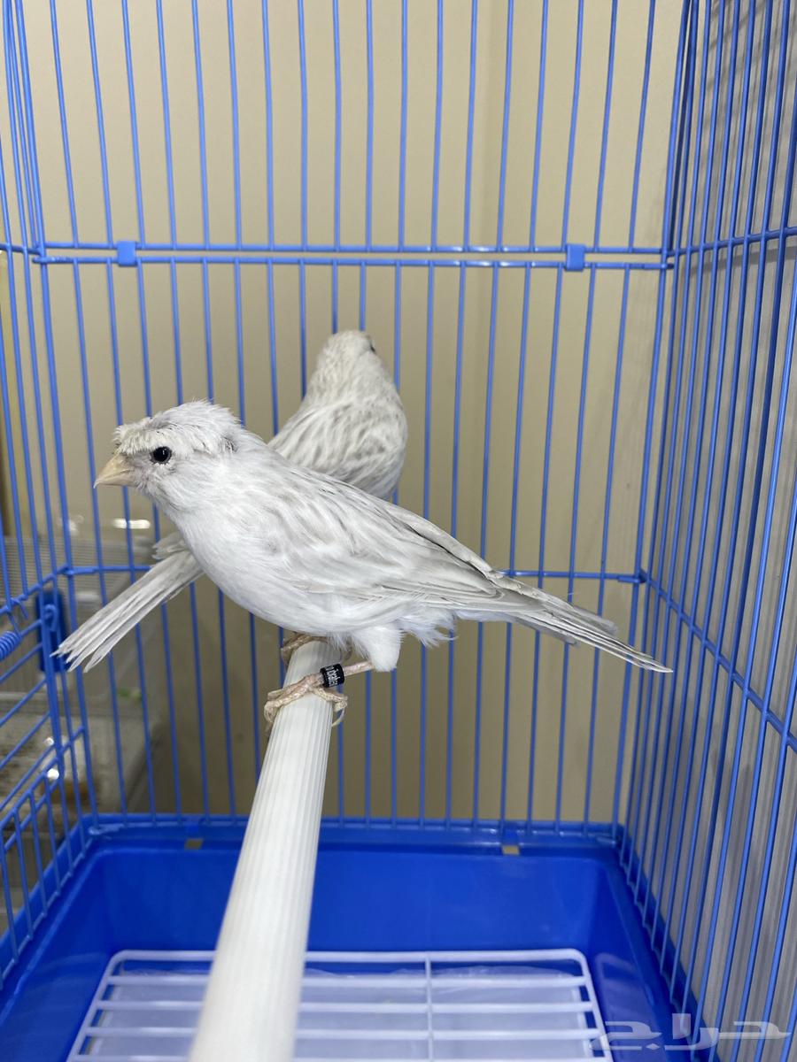 Opal Canary Pair (Sold)64478580987777112