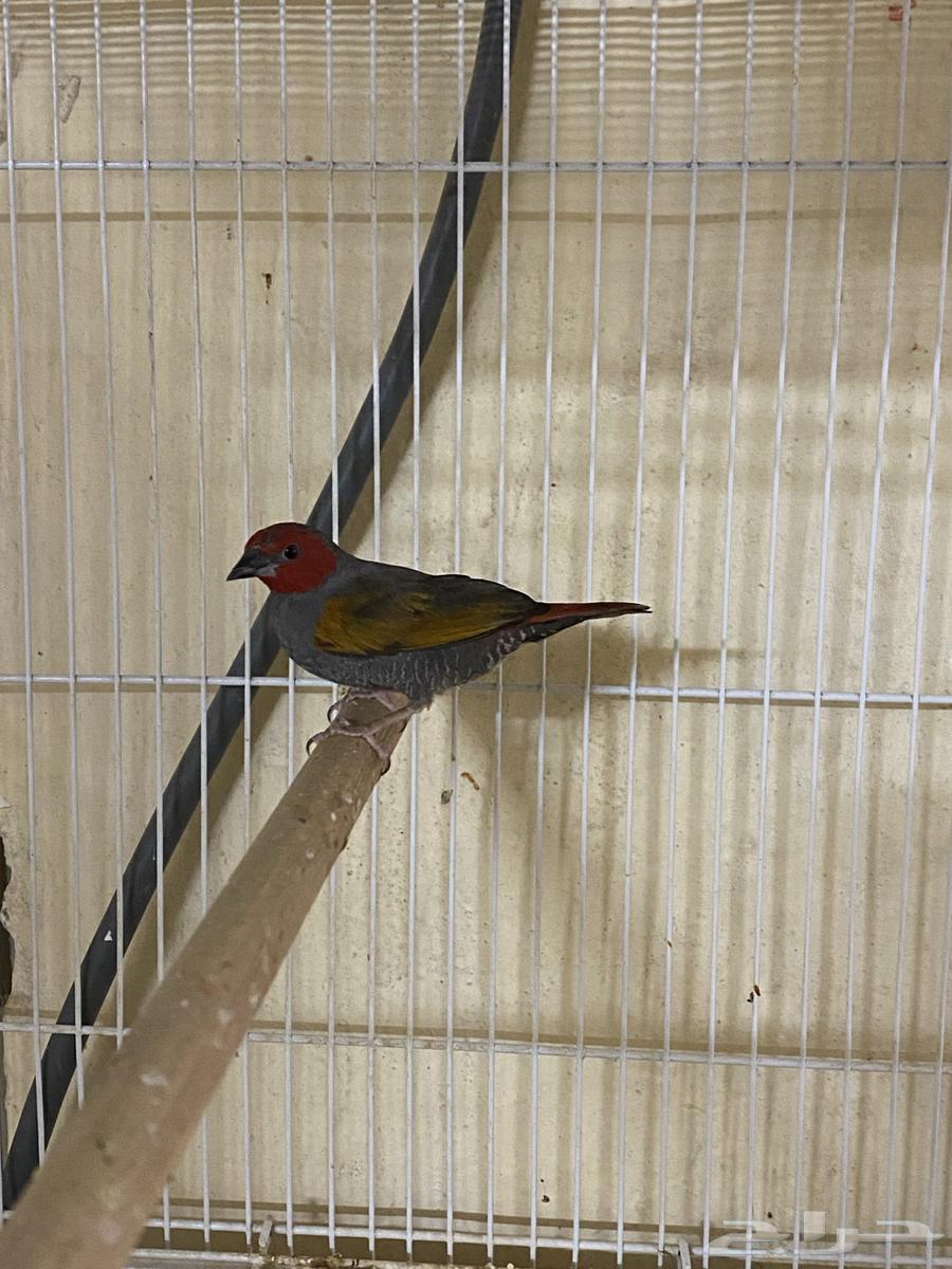 للبيع ذكر باتيليا64478787210882110