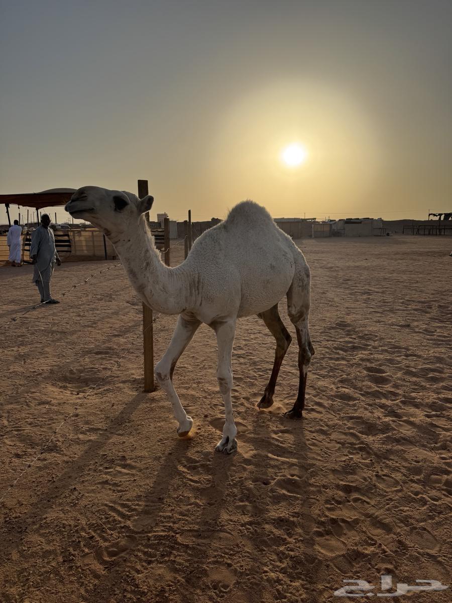 Qa3dan for sale64475777842179112