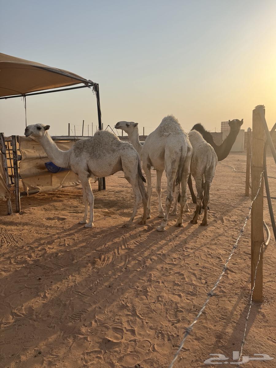 Qa3dan for sale64475777842179114