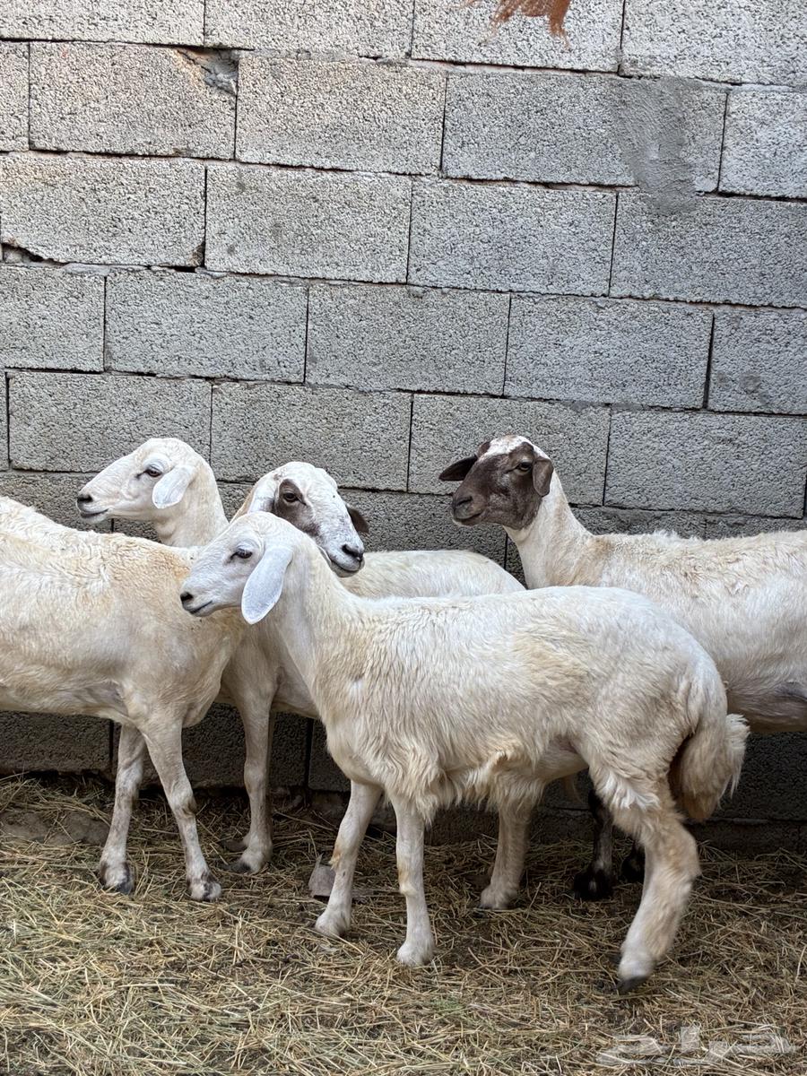 ظان للبيع64476880102145110