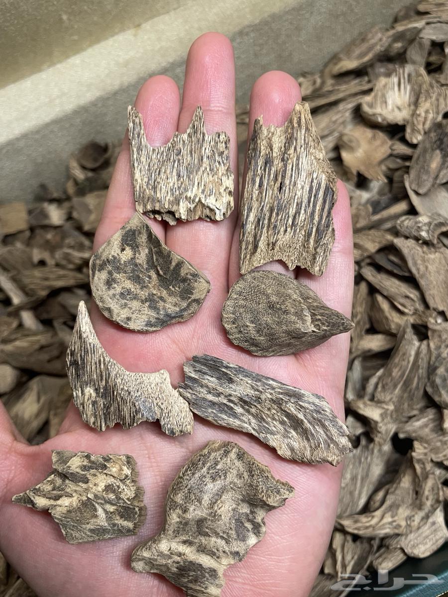 عود موروكي حي طبيعي.. فرصة64473121073409110