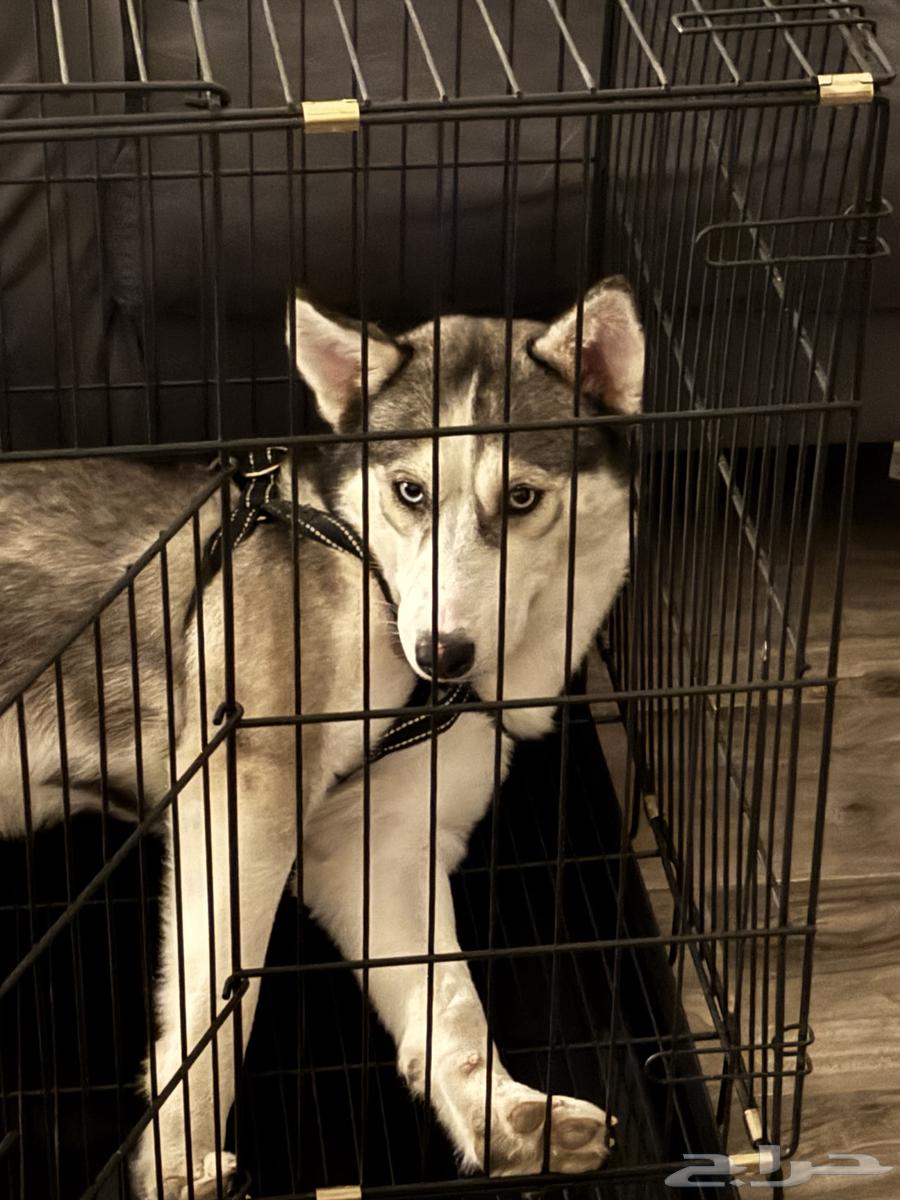 كلب هاسكي انثي للبيع64475556891651110