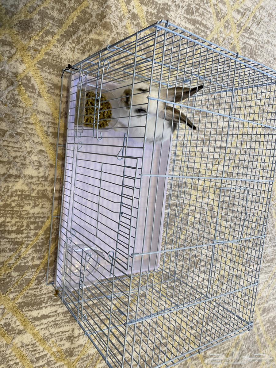 ارنب ذكر اليف مع القفص واغراضه كامل شامل كل شىء السعر 10064472981502082110