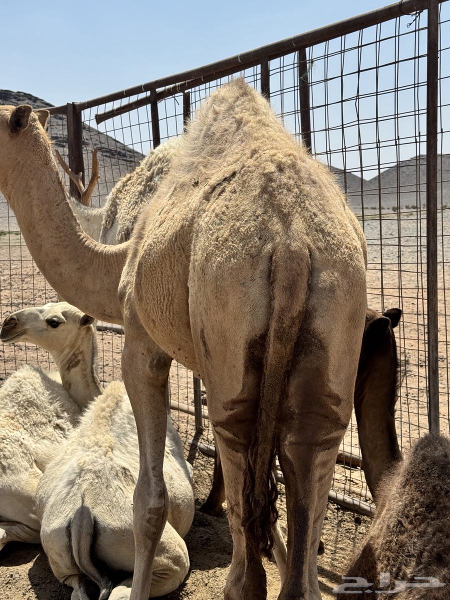 قعود للبيع العمر 9 شهور64472981410690110