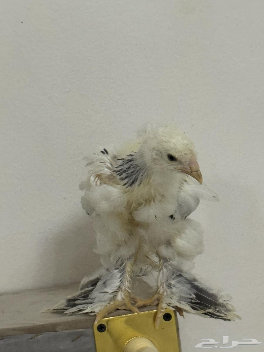 صيصان براهما كولمبي عمر شهرين64478045651459110