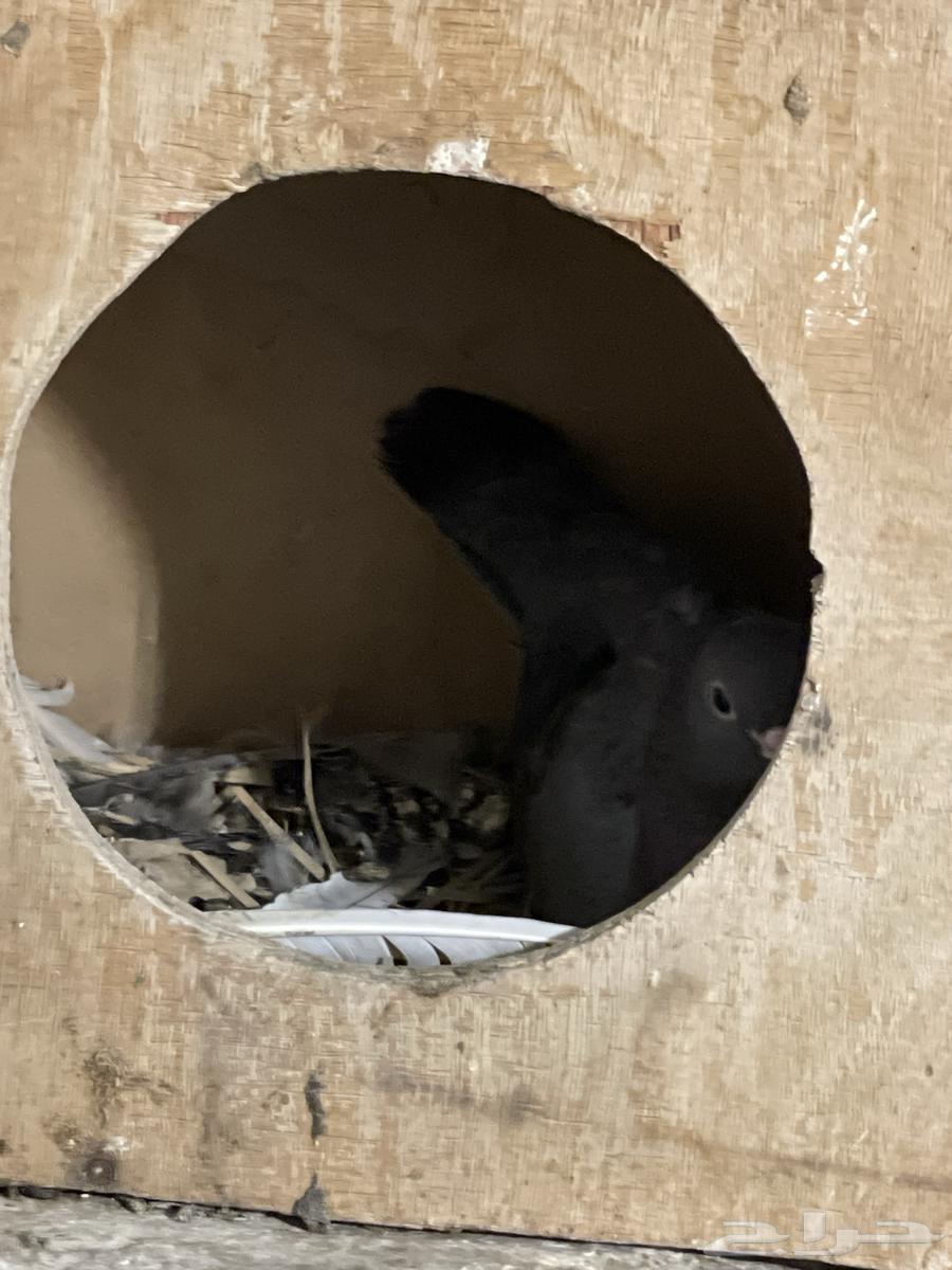 للبيع حمام صنعاني64478580930818111