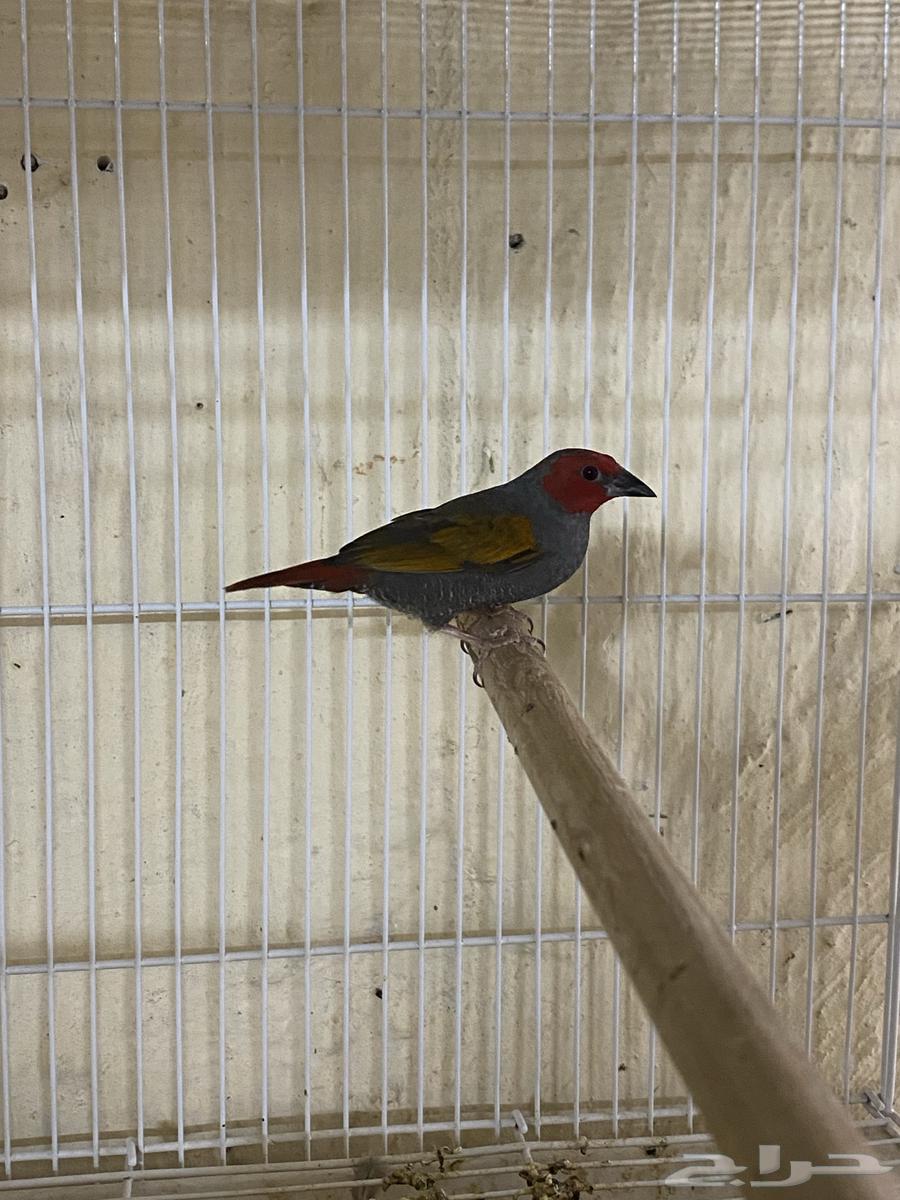 للبيع ذكر باتيليا64478787210882112