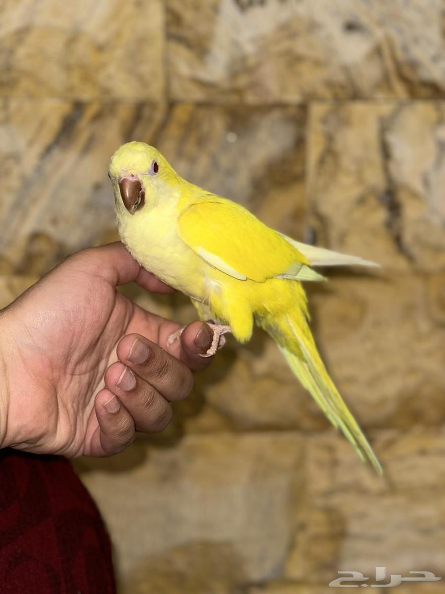 كويكر لاتينو اليف وهدد تم البيع64472186628866110