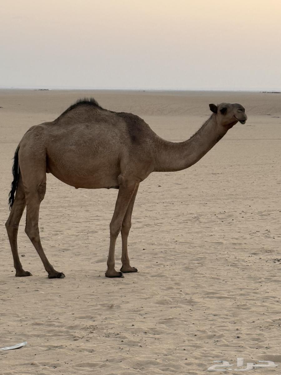 Safra Khufoth Am Theni64477143908866110