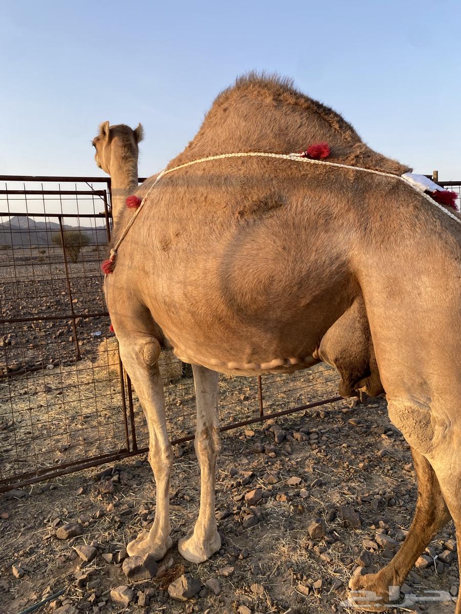 Red coastal she-camel from Al-Bal branches, price limit 11500, sold64475363637122111
