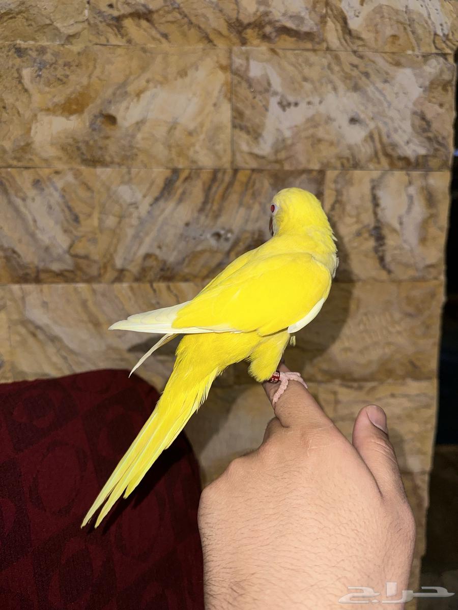 كويكر لاتينو اليف وهدد تم البيع64472186628866112