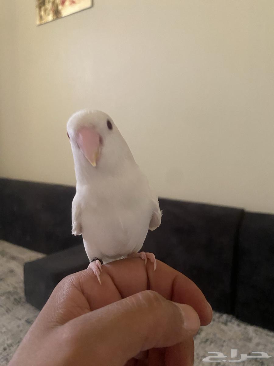 روز للبيع اليف مع اكله والقفص البيع اعلى سوم64473304021762110