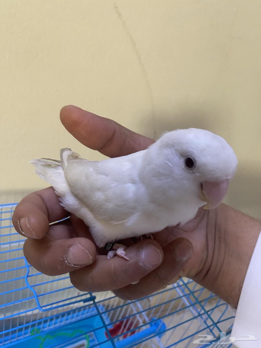 روز للبيع اليف مع اكله والقفص البيع اعلى سوم64473304021762114