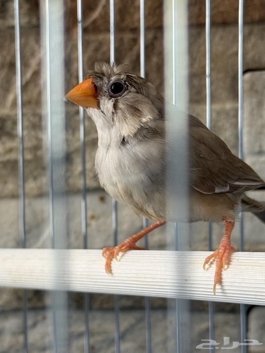 Zebra Regular Size (Crest)64475143427715114