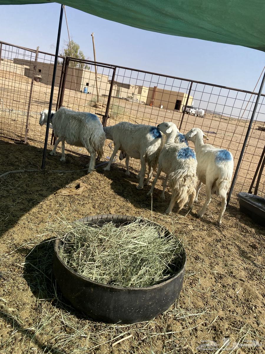 شياه حريات دفيييع واصله64473597068419113