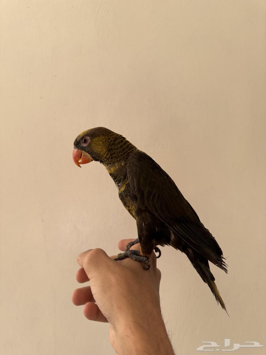 للبيع لوري دسكي نوادر64453613996801110