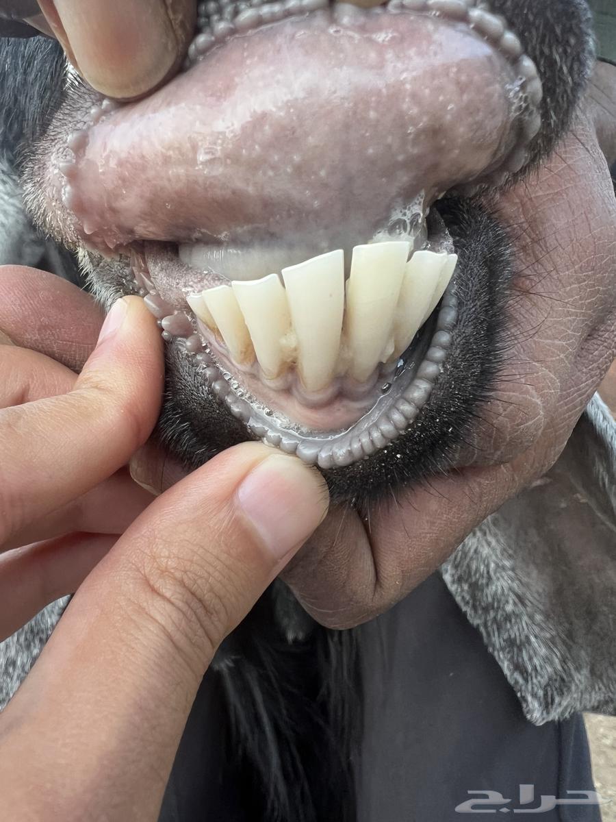 Goat for sale64476545330178110