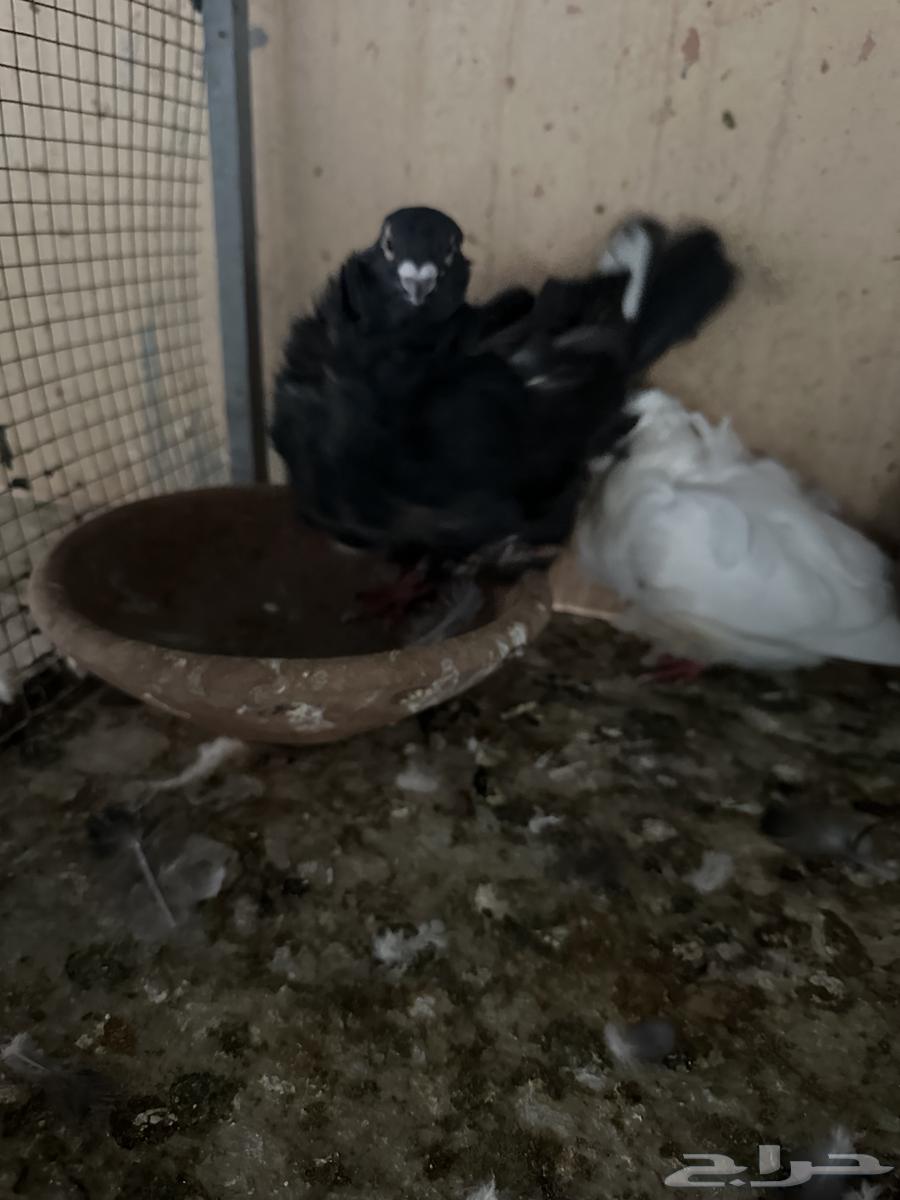 جوز كشكش معه طبه64476184293761113