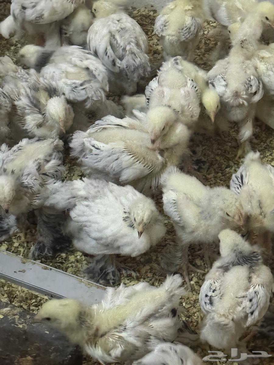 Brahma Columbian Chicks, Premium Quality, Two Months Old64411955738243110