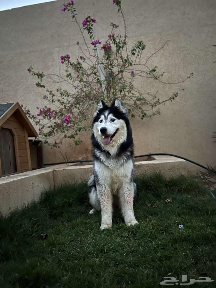 كلب هاسكي للبيع64472602888961113