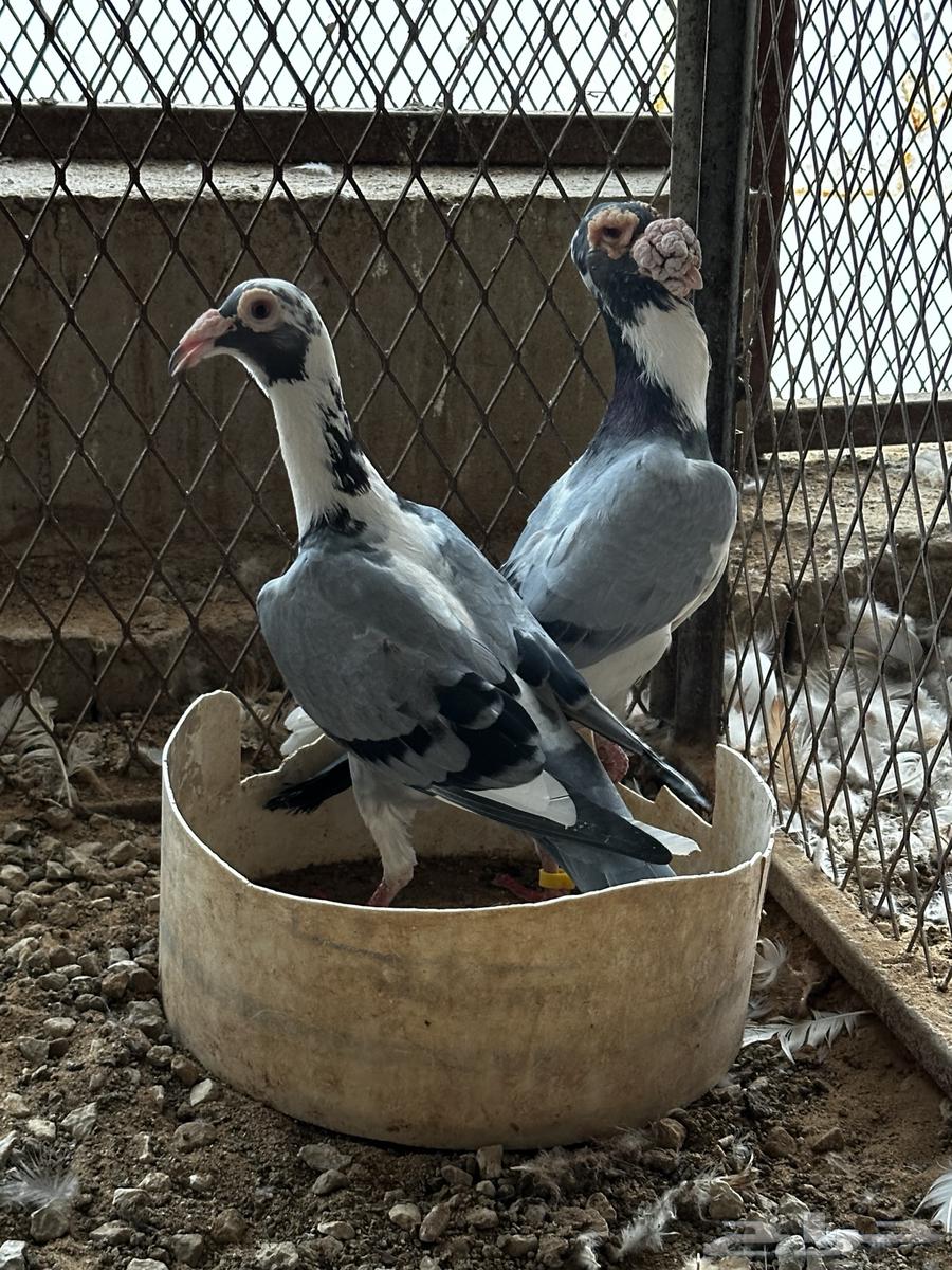 Jawz Karir64473527081217110