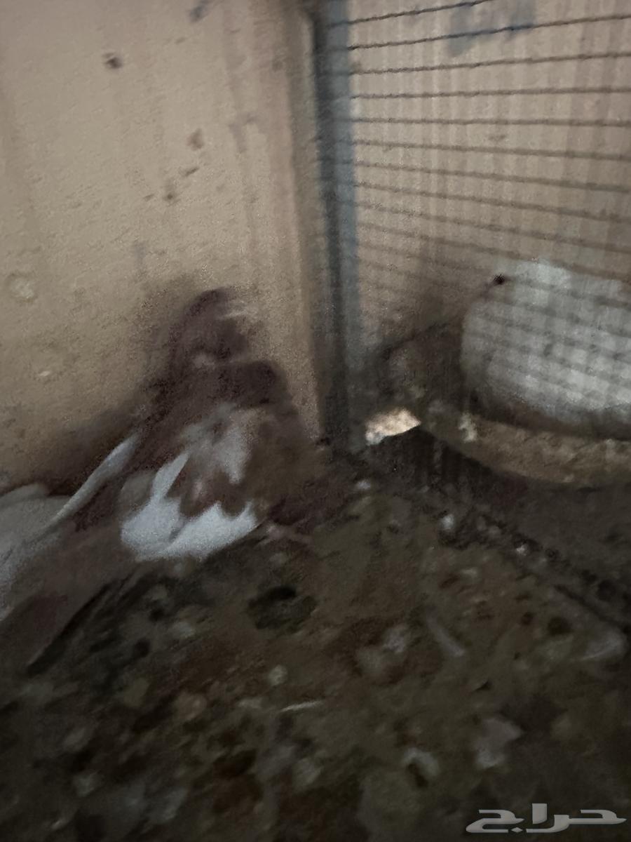 جوز كشكش معه طبه64476184293761112