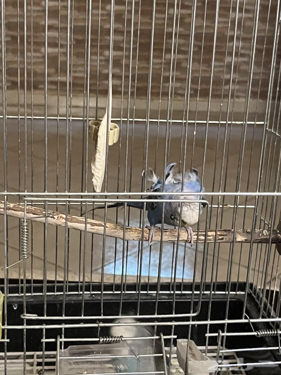 زوج هوقو64476057825667112