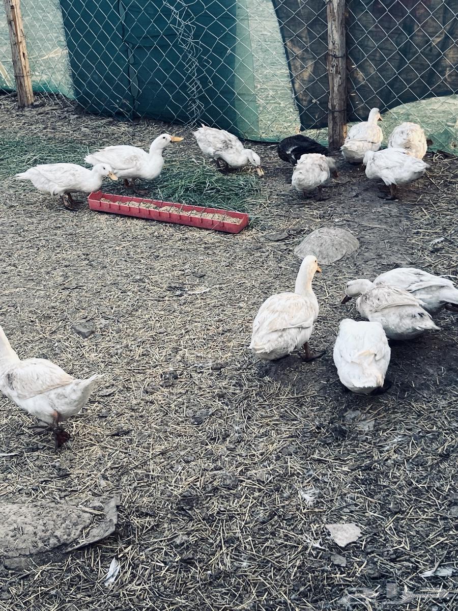 بط للبيع والصحة شرط64476531250178111