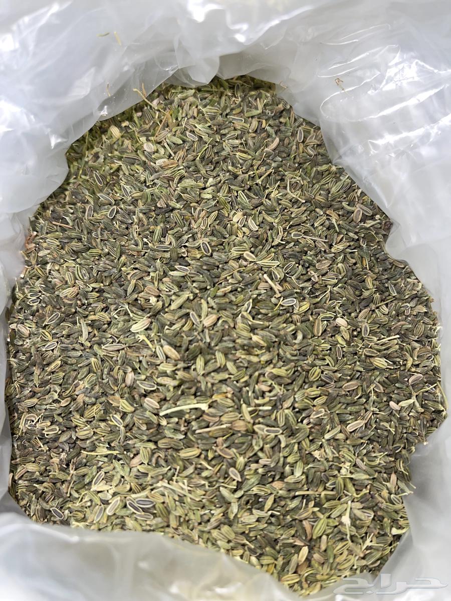 My local dates, this year's harvest64473191590530111