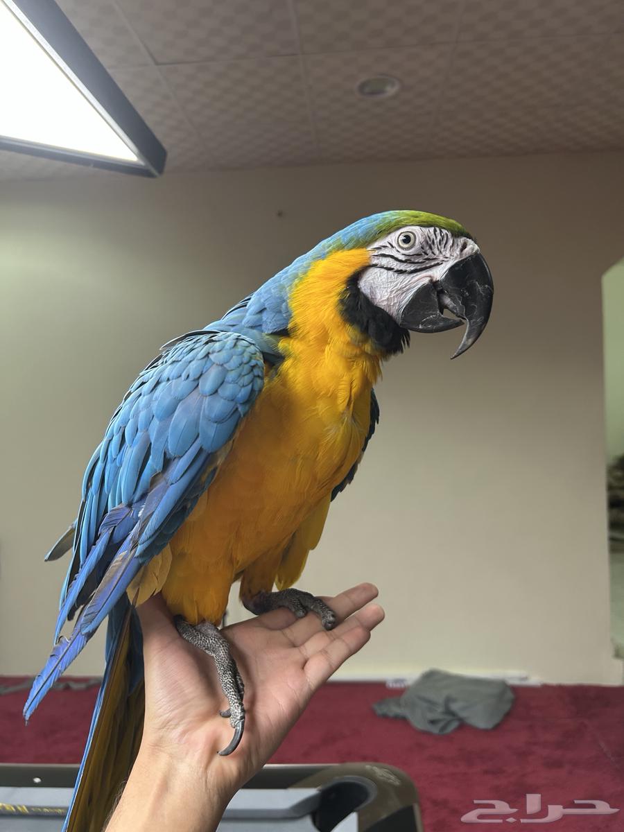 مكاو بلو اند قولد اليف تم البيع64471662949377113