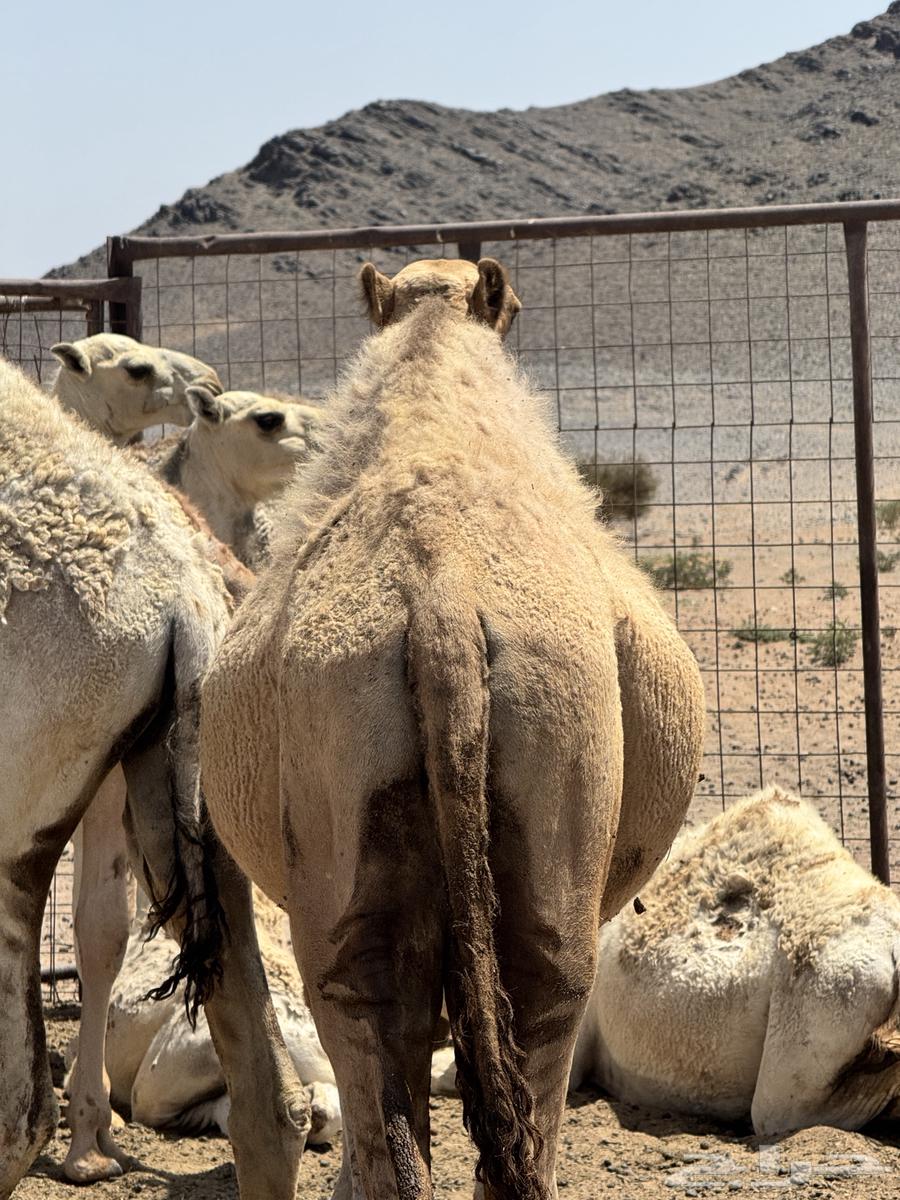 قعود للبيع العمر 9 شهور64472981410690111