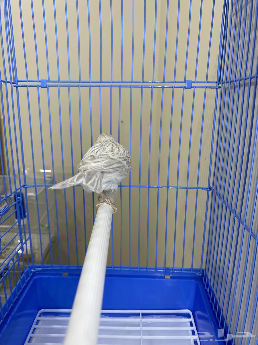 Opal Canary Pair (Sold)64478580987777114