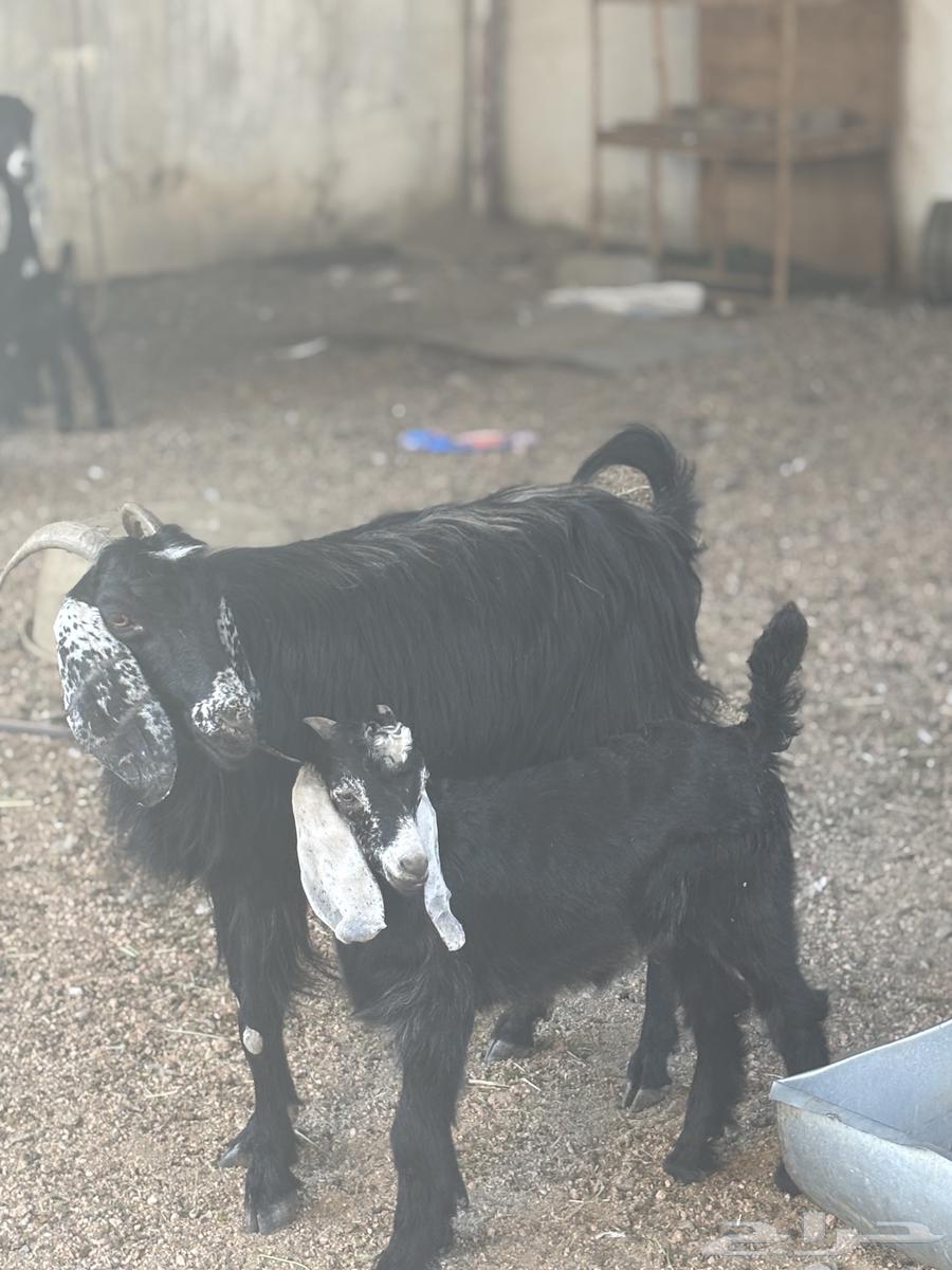 Goat with a buck behind her (Sold)64473022826755111