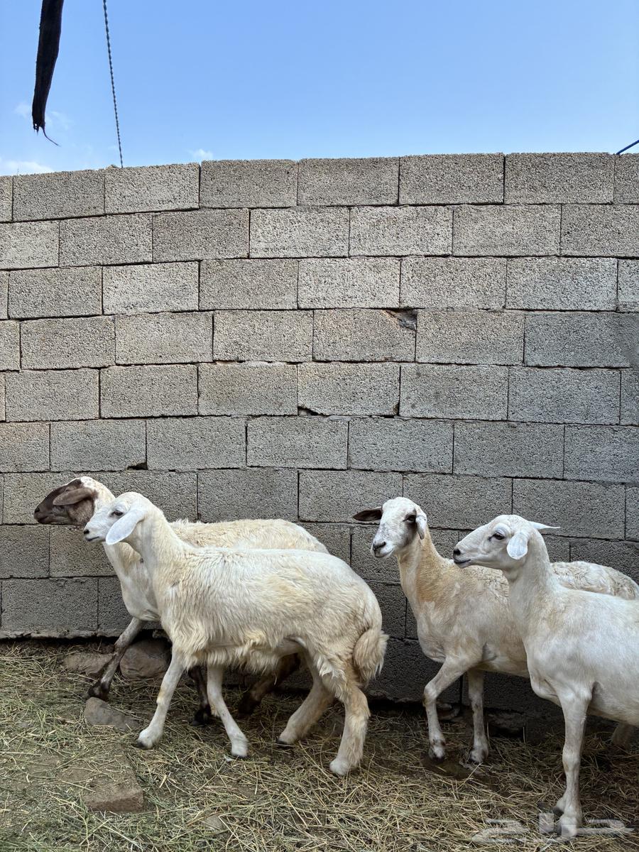 ظان للبيع64476880102145112