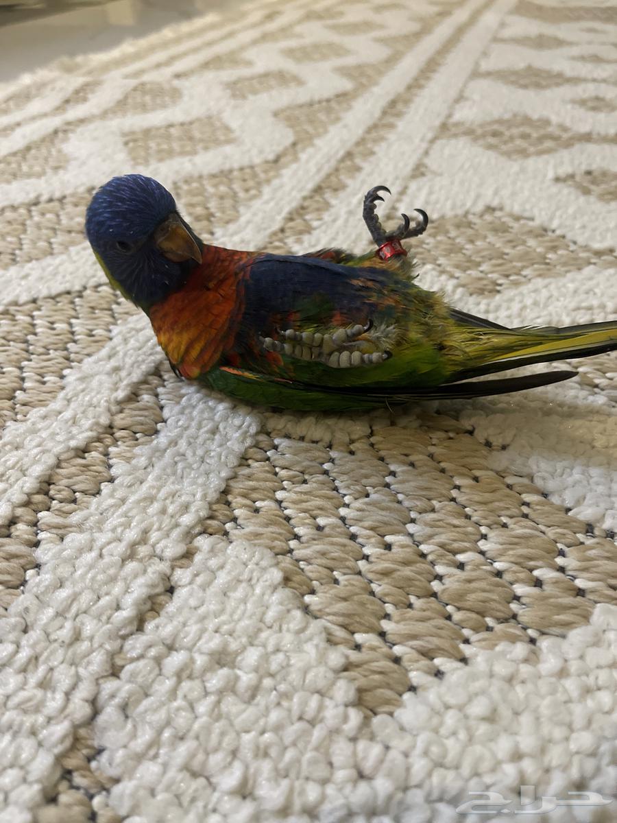 بغبغاء لوري للبيع64474444344835114