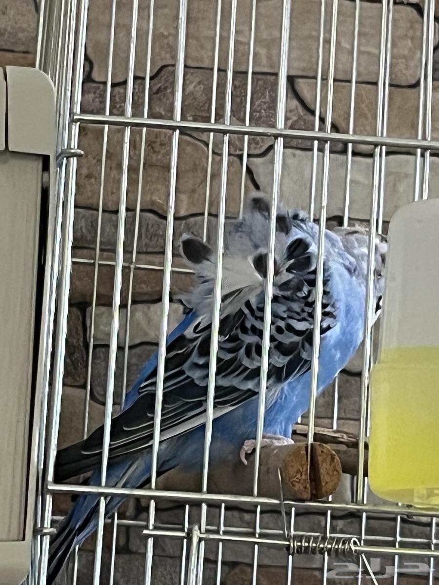 زوج هوقو64476057825667113