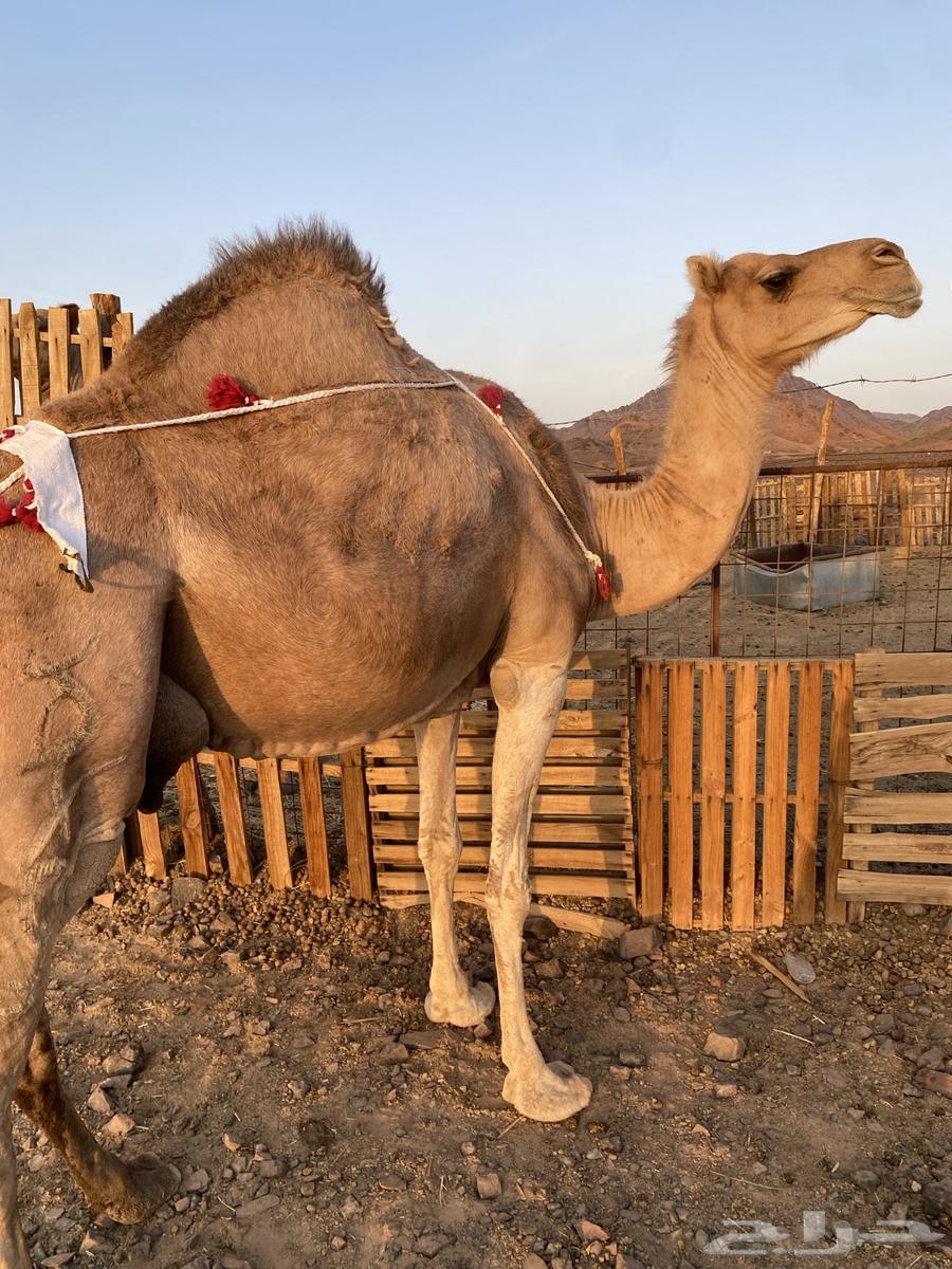 Red coastal she-camel from Al-Bal branches, price limit 11500, sold64475363637122114