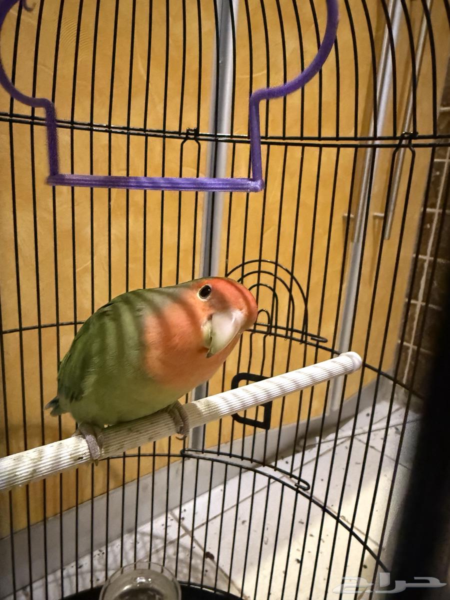 روز مع قفص واكل عمره 9 شهور64476838804866110