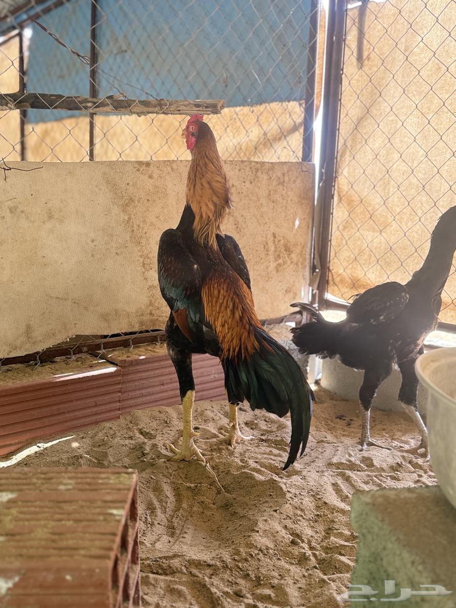 ديك ياباني فاخر64477268948609113