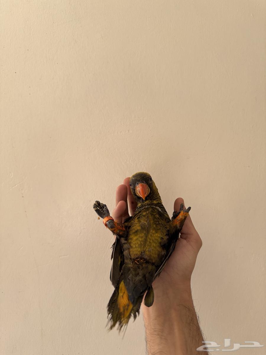 للبيع لوري دسكي نوادر64453613996801112