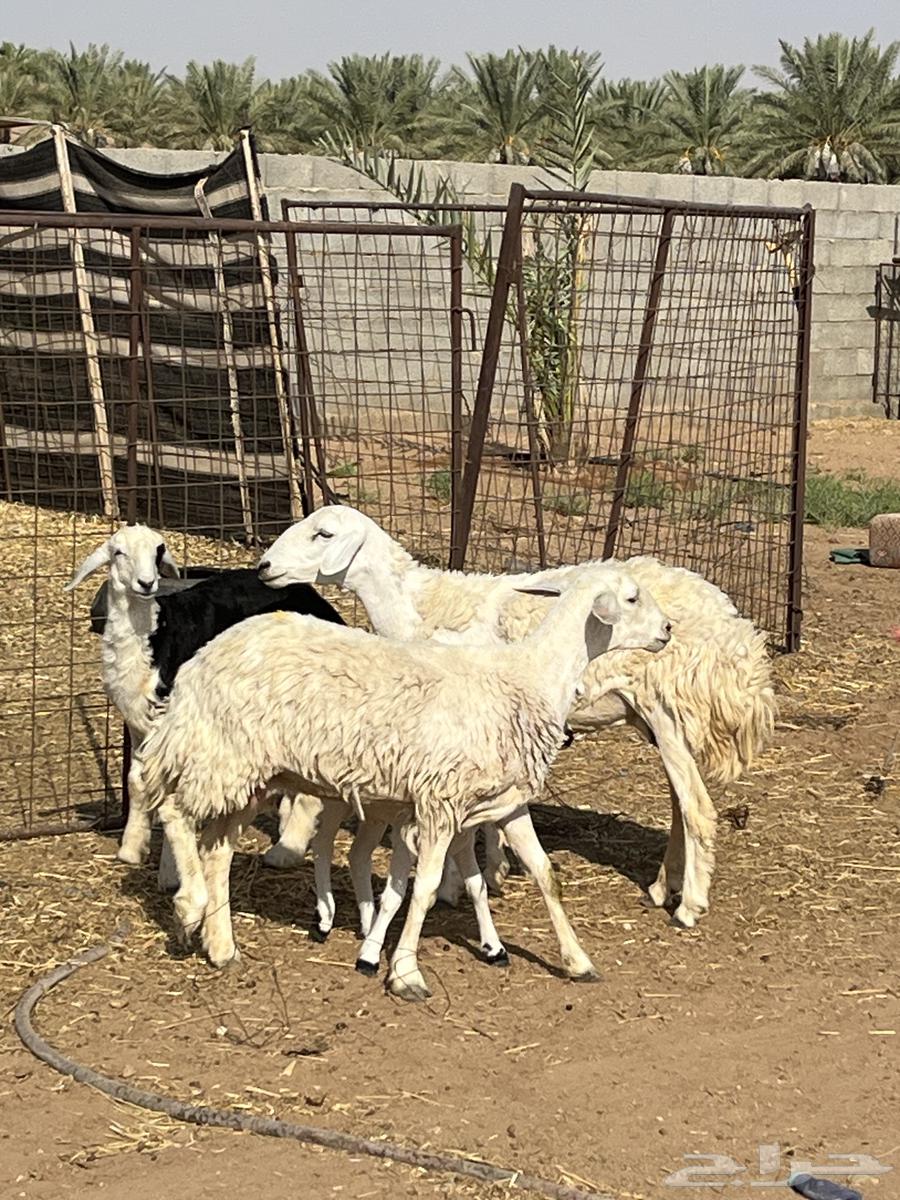 للبيع ثنوات حريات والد64473457240321113