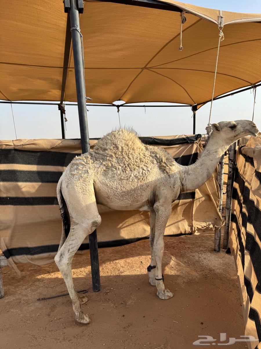 Qa3dan for sale64475777842179110