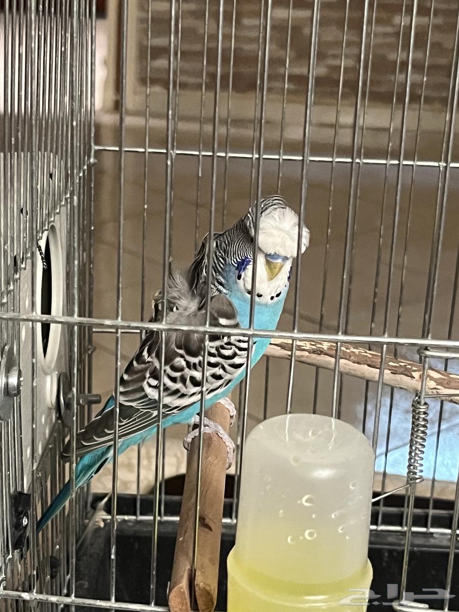 زوج هوقو64476057825667110