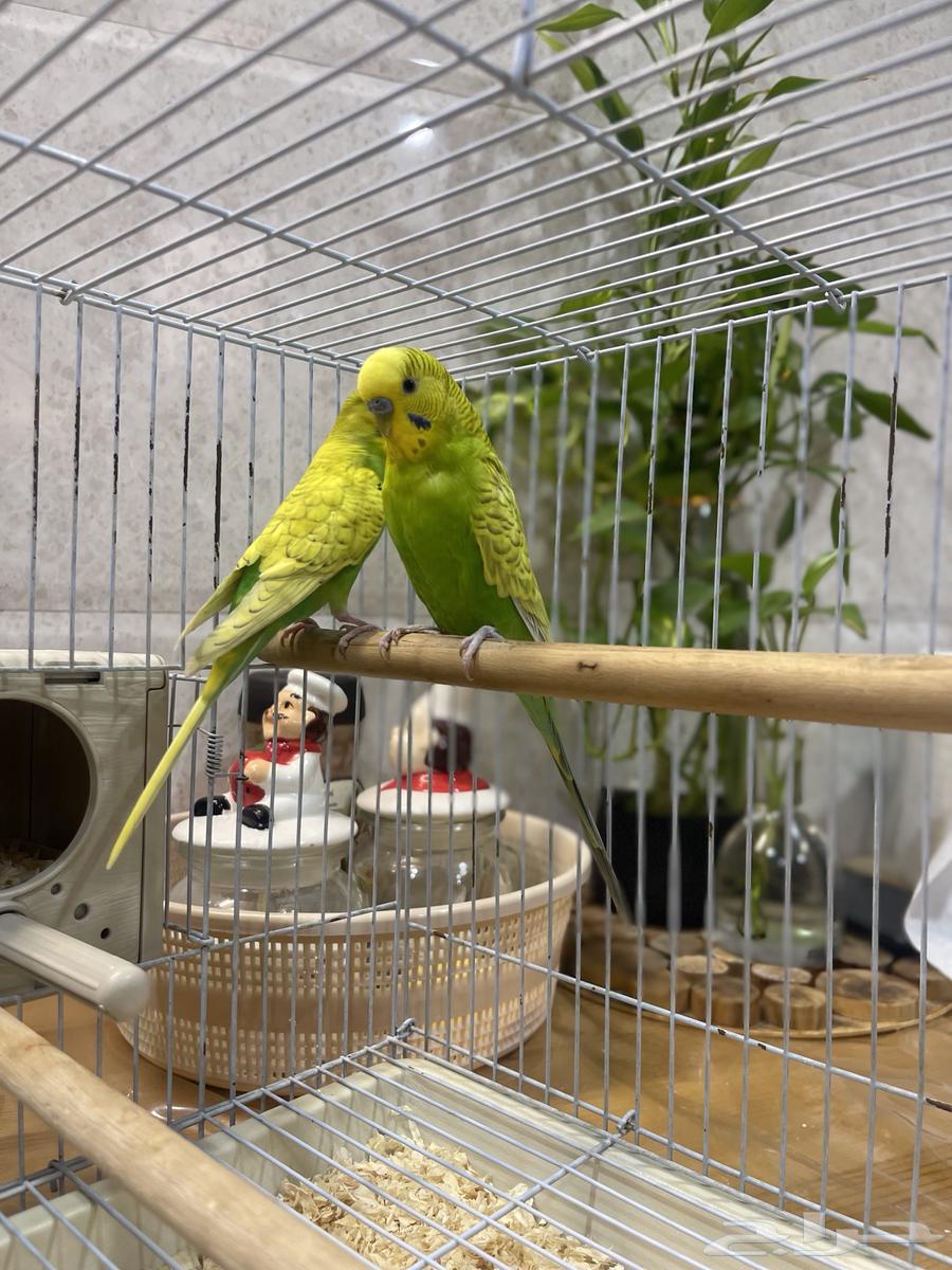 زوج بادجي مع القفص ( تم البيع )64476115217283112